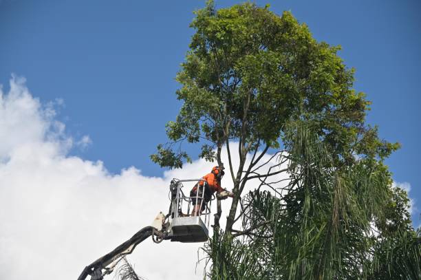 Lawn Renovation and Restoration in Wilmington Island, GA